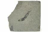 Devonian Acanthodian (Mesocanthus) Fossil - Scotland #231953-1